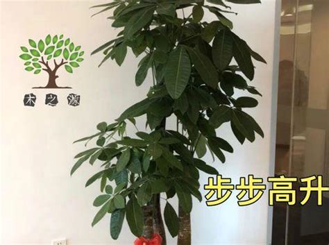 步步高升植物